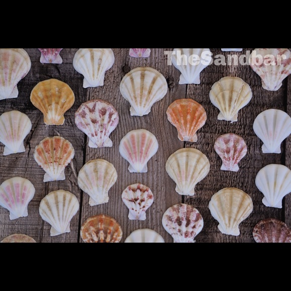 Scallop Shells - Pecten Amiculam Orange Pink White - Picture 4 of 4